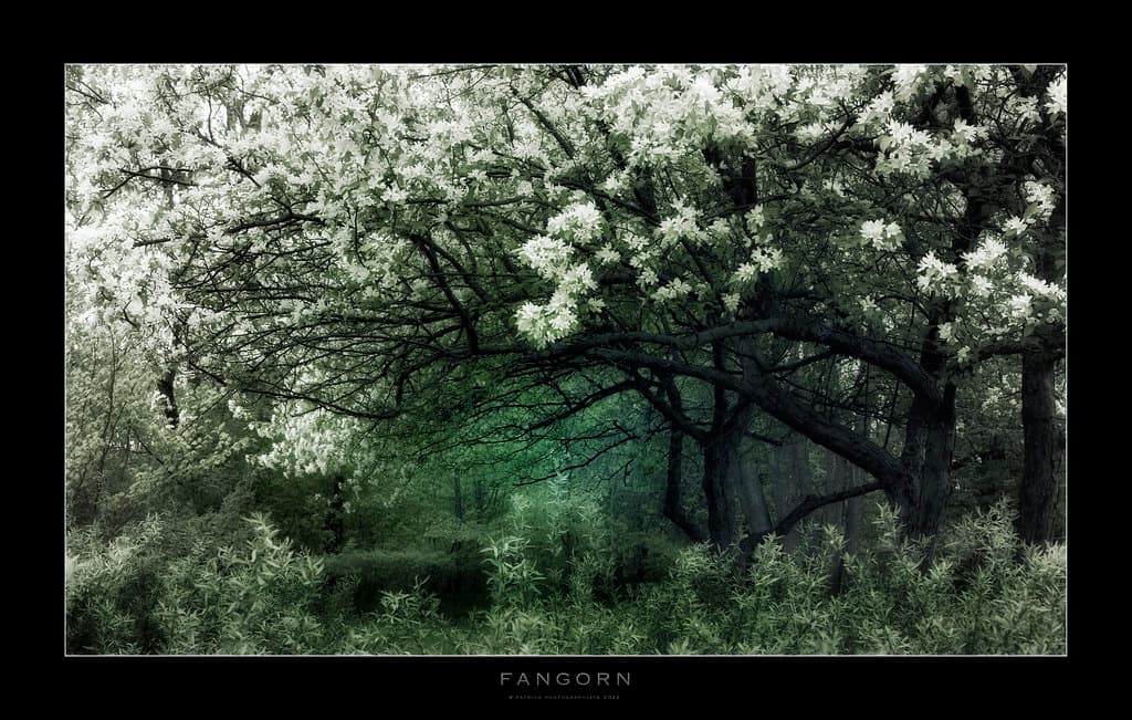 Fangorn Forest, Fiordland National Park