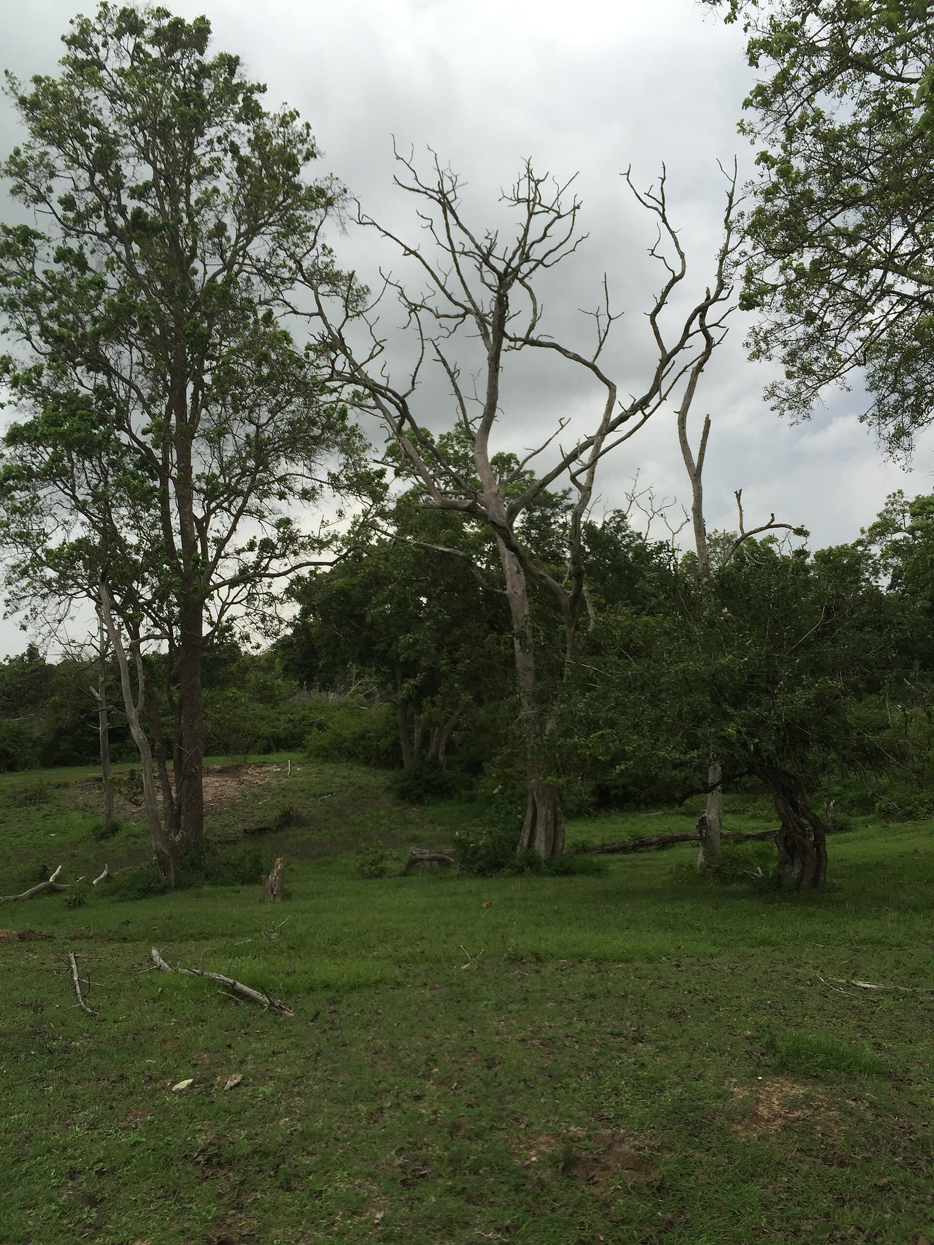 Indian Jungle (inspiration)