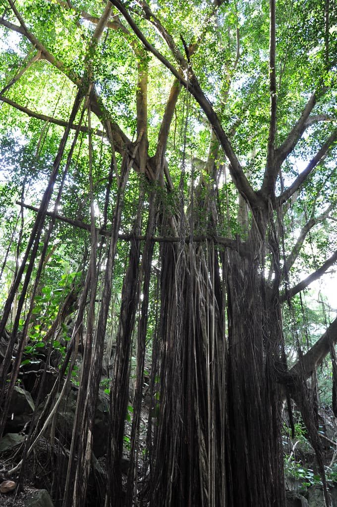 Kapena Falls, Honolulu
