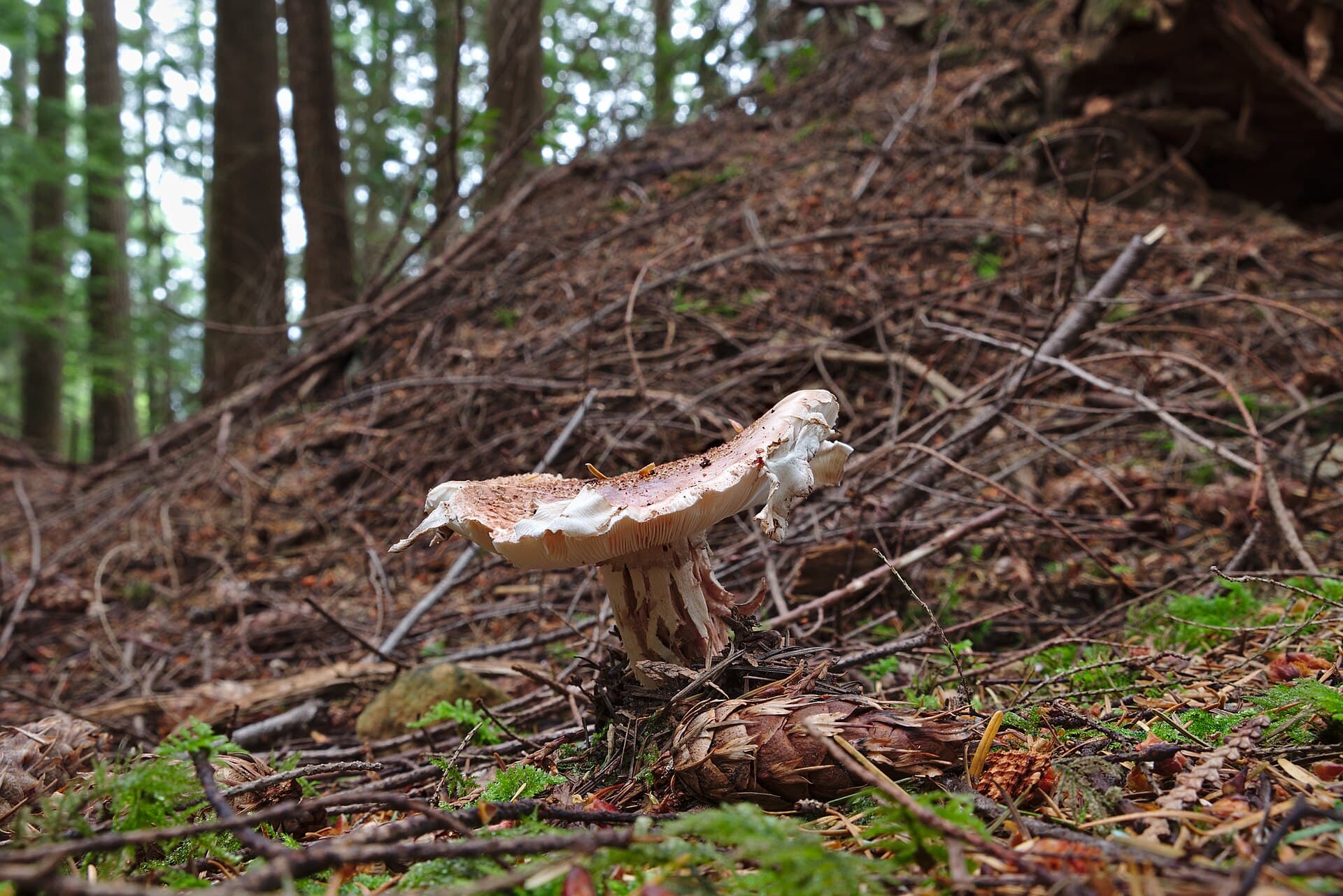 Mount Seymour, British Columbia