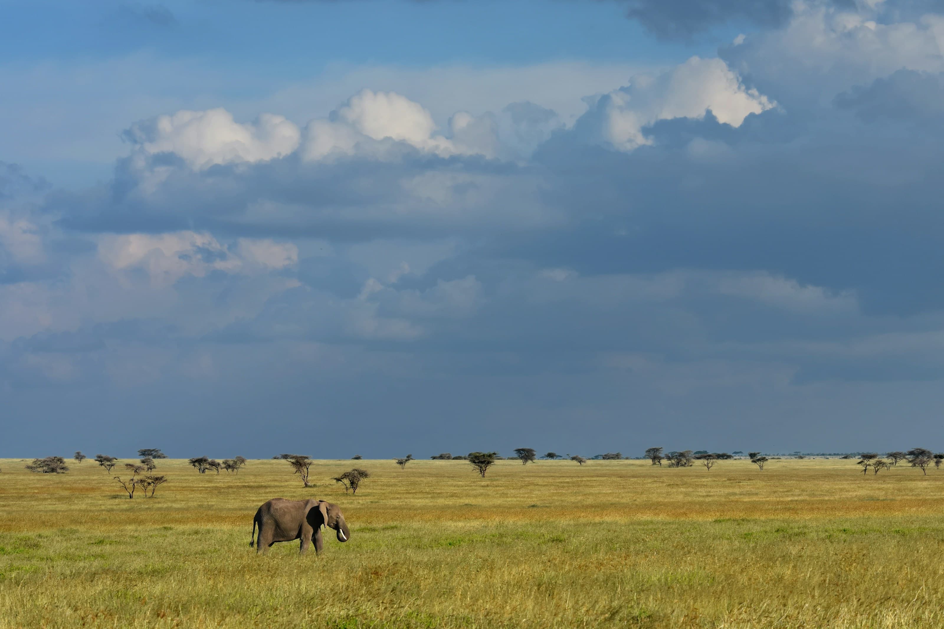 Serengeti, Tanzânia