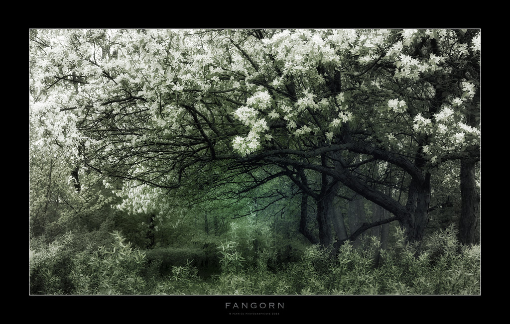 Fangorn Forest, Fiordland National Park