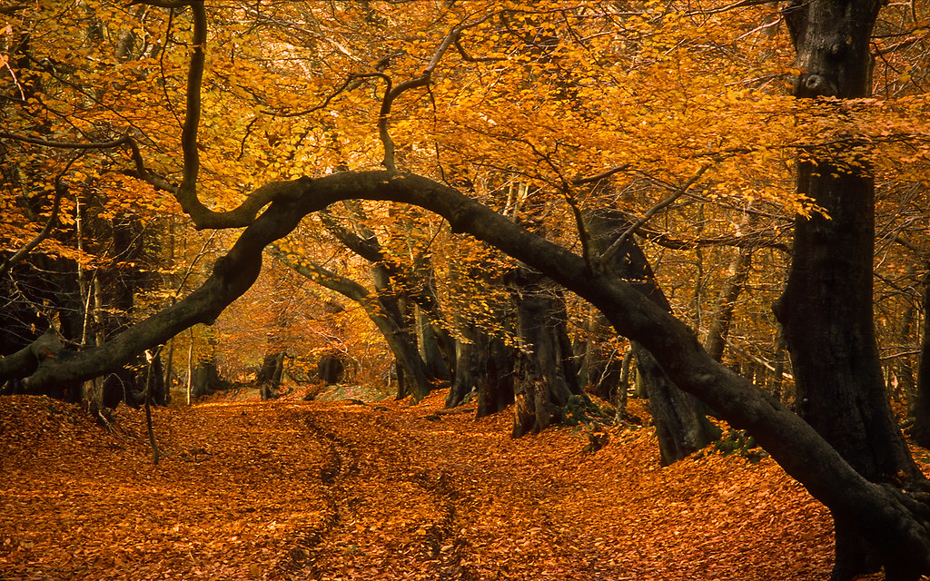 Hatfield, Hertfordshire, England