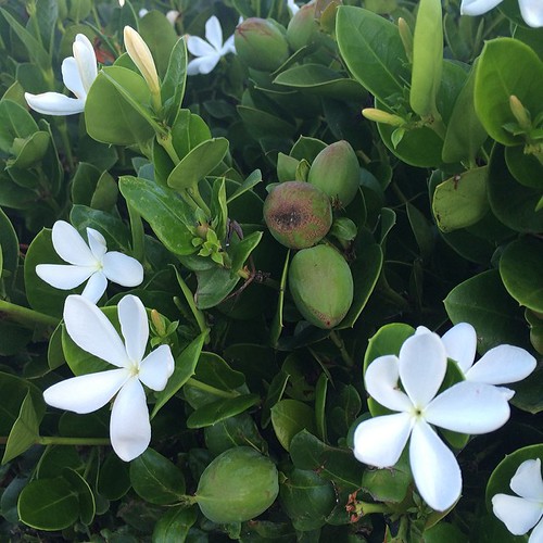 Jasmin, California