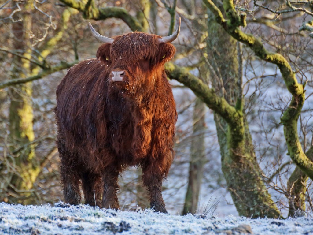 Scottish Highlands